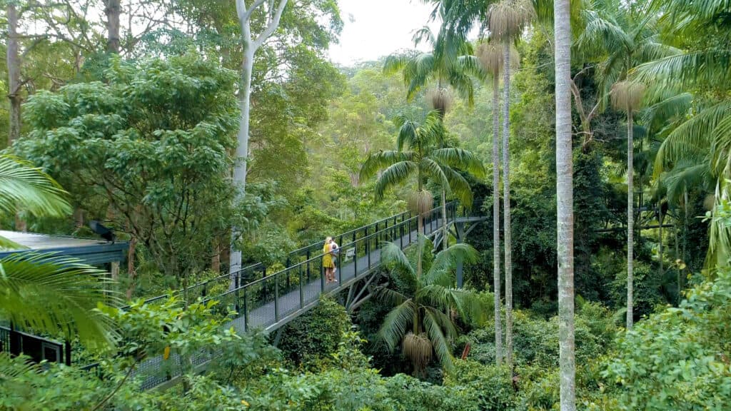 Rainforest Skywalk Tamborine Mountain