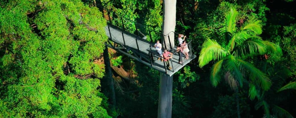 Visit the Rainforest Skywalk at Tamborine Mountain with our Hop on Hop off bus from Brisbane or the Gold Coast