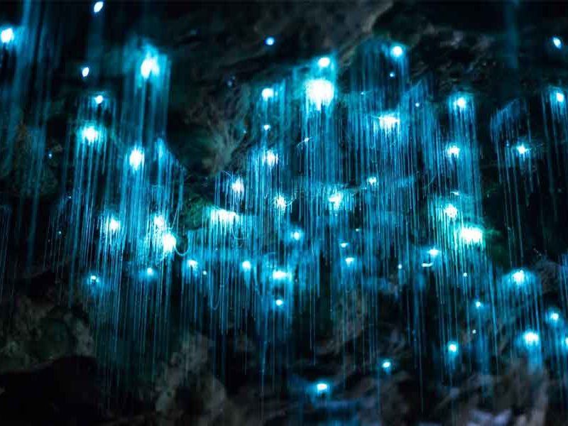 Glow-Worms-Gold-Coast