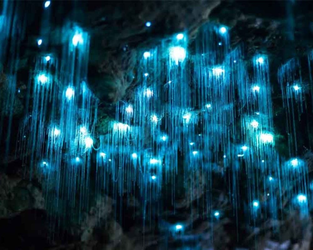 Glow-Worms-Gold-Coast