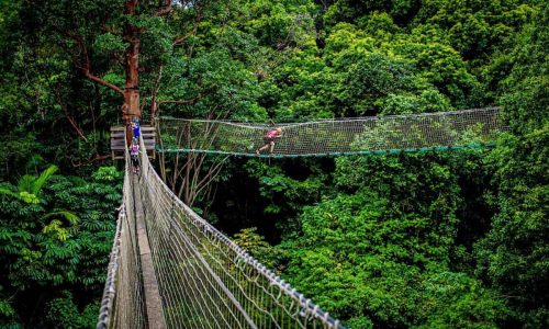 two hanging bridge at tree top at challenge