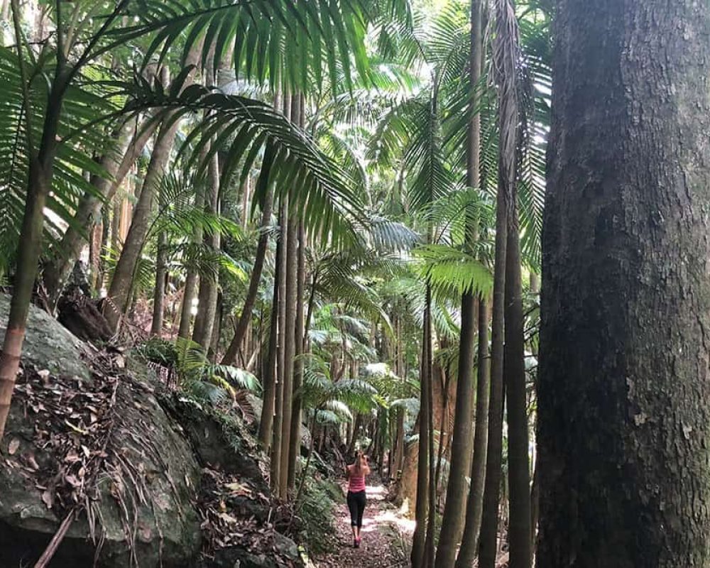 palm-grove-rainforest-circuit-img_8840