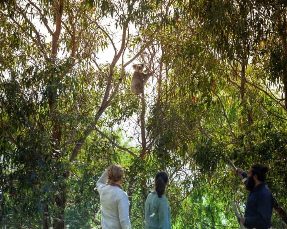 people-looking-at-koala-in-tree