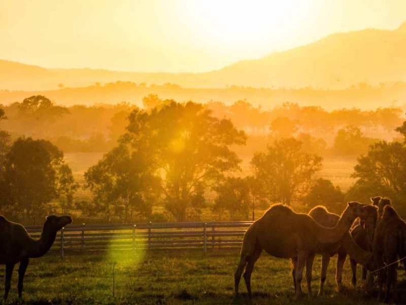 sun-setting-over-the-scenic-rim-at-summer-land-camel-farm-landscape-100