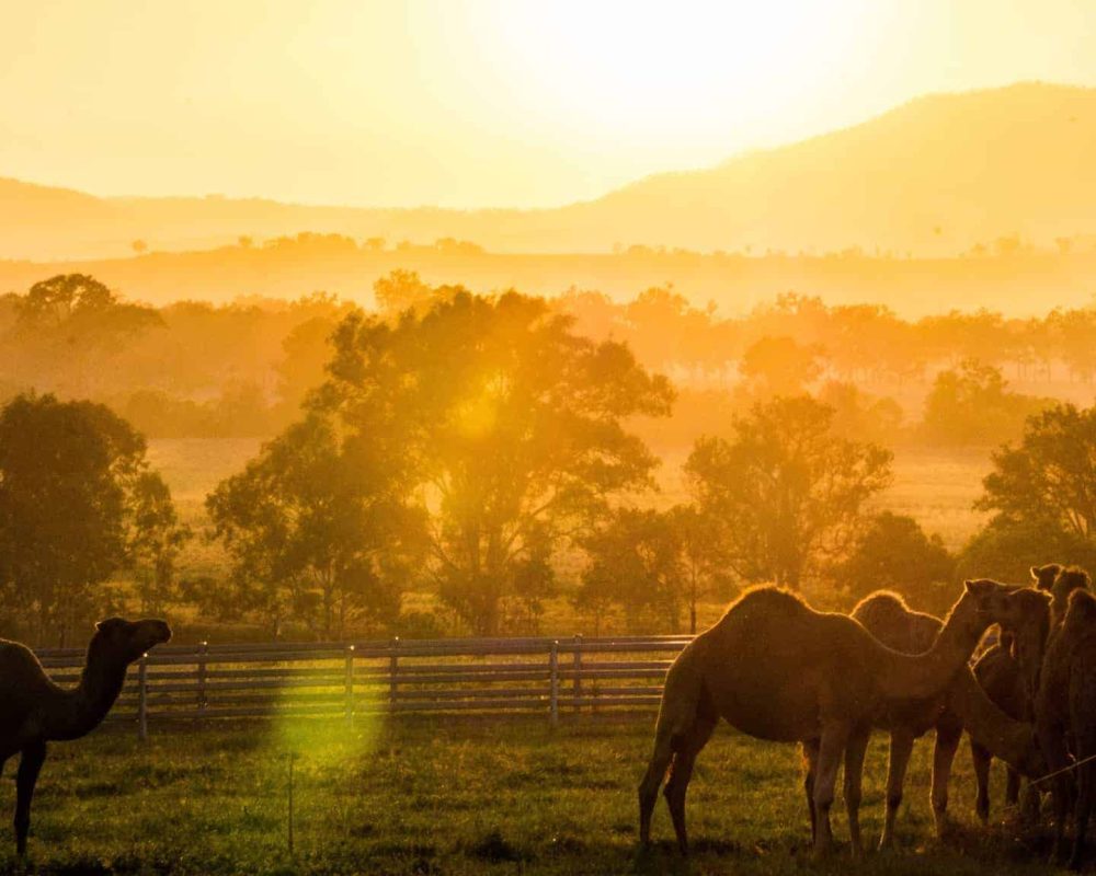 sun-setting-over-the-scenic-rim-at-summer-land-camel-farm-landscape-100