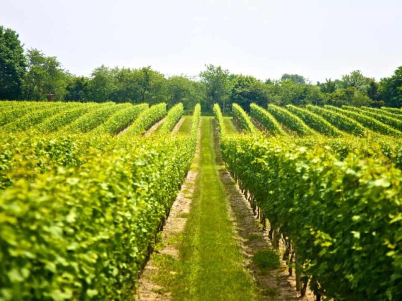 mount tamborine wide winery farm